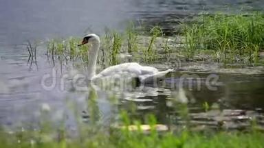 阳光明媚的夏日，天鹅在湖边游泳